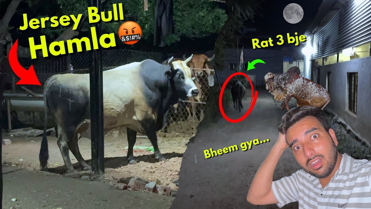 Jersey Bull Ka Hamla⚔️🤬Bheem Bull to gya-Jersey Full Gussa me raat 3 Bje😳👏🏽