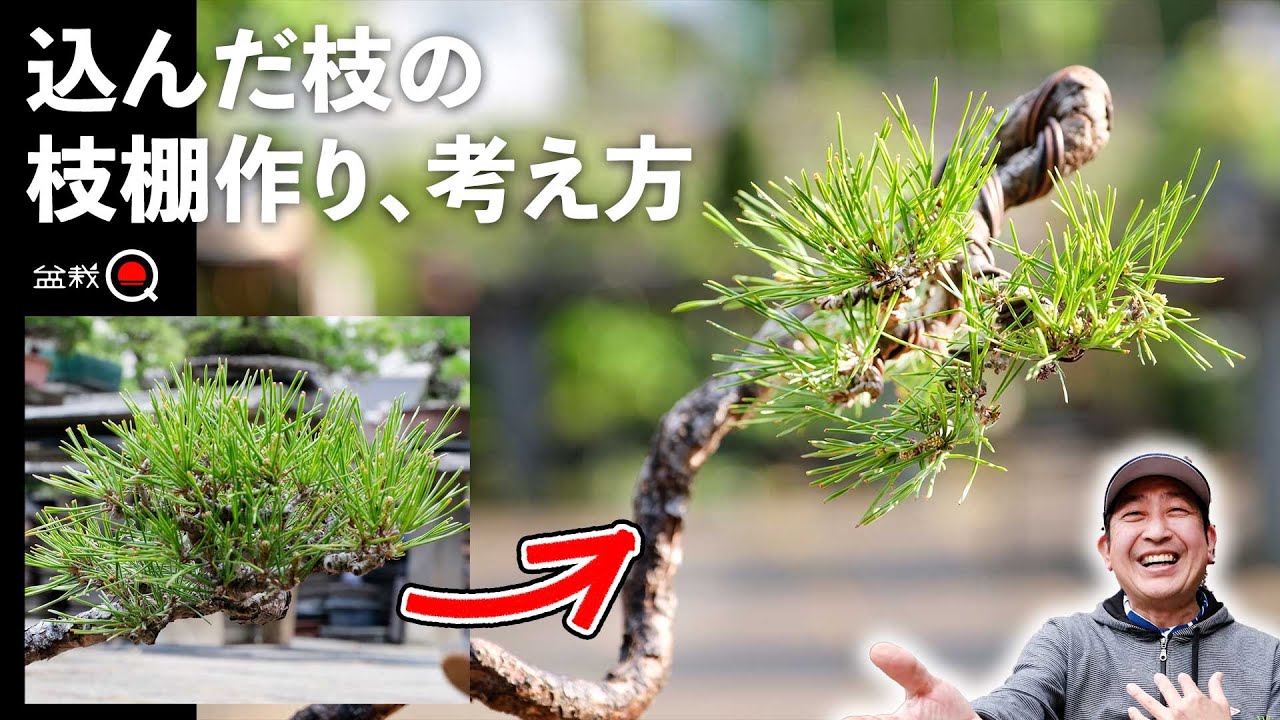 枝棚の分け方、作り方、考え方。赤松文人木【盆栽Q】