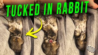 3 Weeks Old Baby Holland Lop Rabbit Tucked In