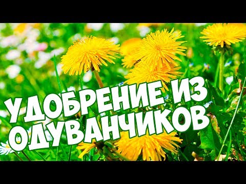 Видео: Удобрение из сорняков - Как сделать удобрение из одуванчика