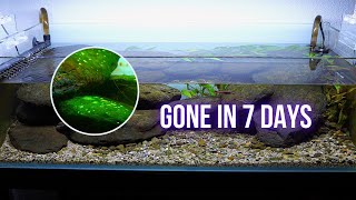 HOW I got rid of BLUE GREEN ALGAE (CYANOBACTERIA) | EP2 HILLSTREAM AQUARIUM