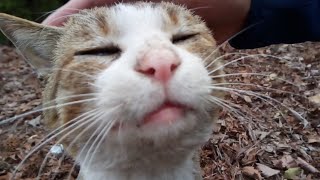 「のらねこ家族」の野良猫達をモフりに行ってきた