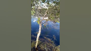 Mikat burung serindit mantap bos ku😅