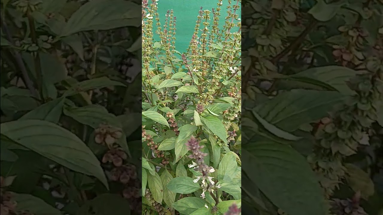 చికిరి చికిరి... 🤪 