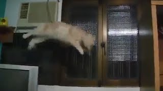 Cat Falls