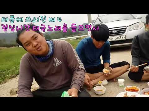 태풍에 쓰러진 벼 4  점심시간