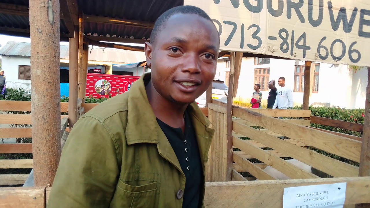 UFUGAJI WA NGURUWE KIBIASHARA:fahamu chakula bora/banda bora. - YouTube