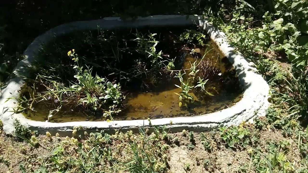 Pond life YouTube