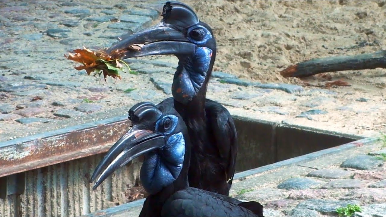 Hornrabe Paar Hornbill Bird Couple