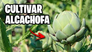 Como Plantar ALCACHOFA con Éxito  Consejos y Trucos | La Huerta de Ivan