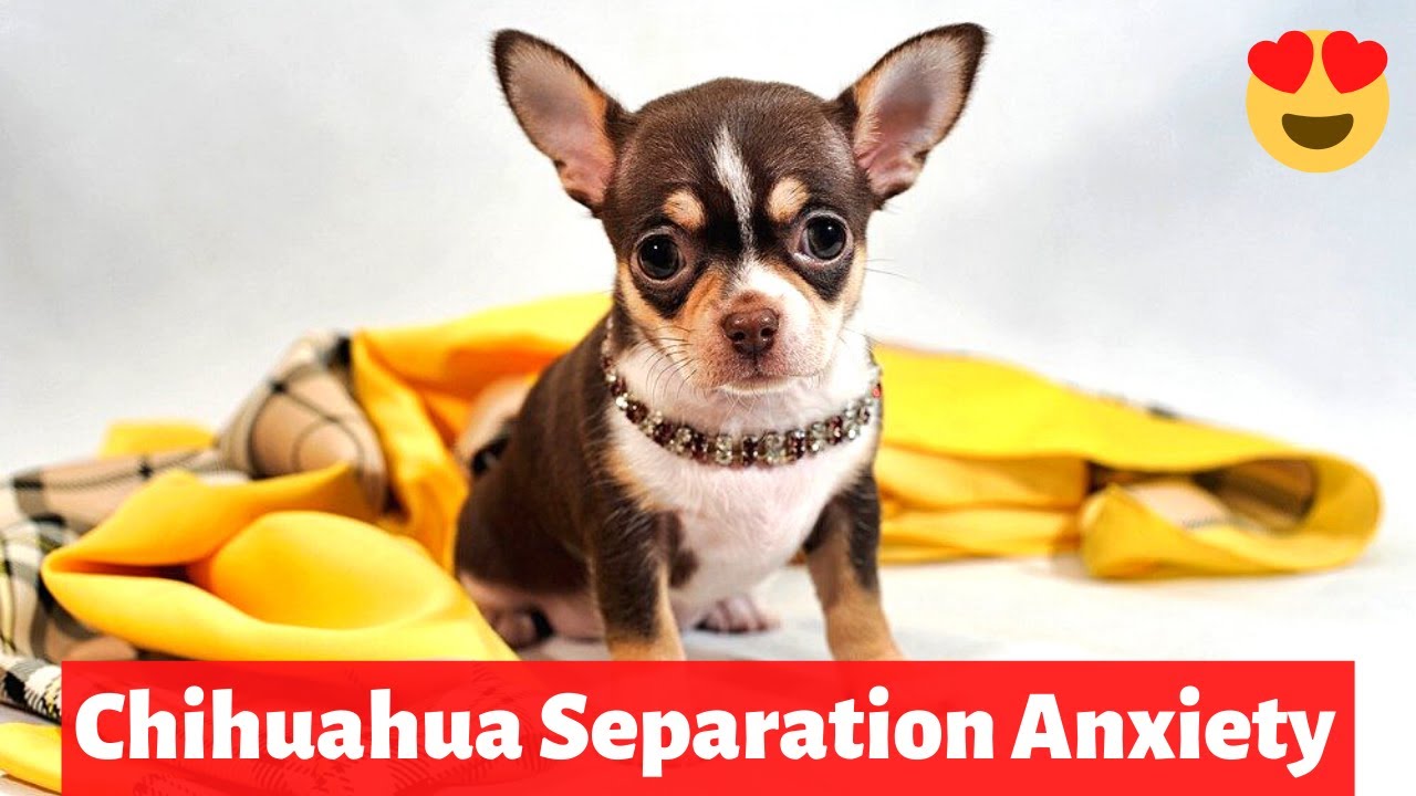 How to Leave a Chihuahua Alone at Home? | Separation Anxiety in Chihuahuas |