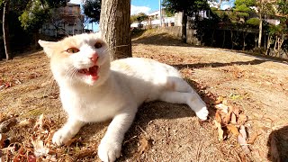 メチャクチャ可愛い猫をモフったら、手に噛みついて連続キックしてきた