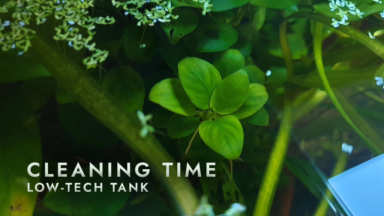 Morning Cleaning Routine - Low tech nano aquarium (30L)
