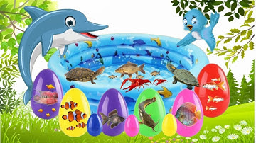 Bắt cá cảnh dễ thương, cá koi, cá rồng, bọ ú, rùa bảy màu, kì nhông, chuột