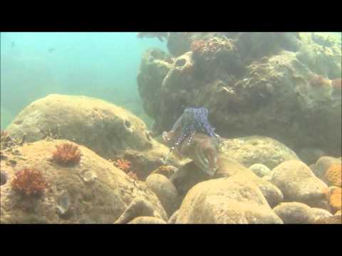 9月27日中学生体験ダイブ スノーケリング