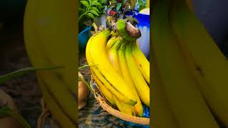 shortvideo youtubeshorts shortvideo youtube shortvideo banana benifitshealthy life
