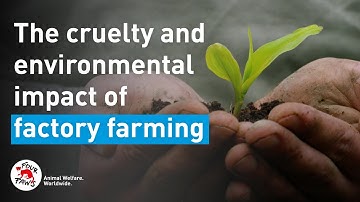 The cruelty and environmental impact of factory farming - Atlas Challenge