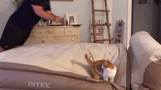 Cat Launched By Owners Air Mattress