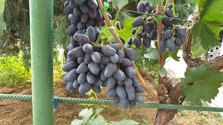 Привлекательный кишмиш из Греции — виноград Аттика