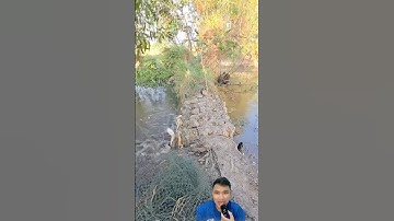 Cách bắt cá lóc bay qua bờ đê