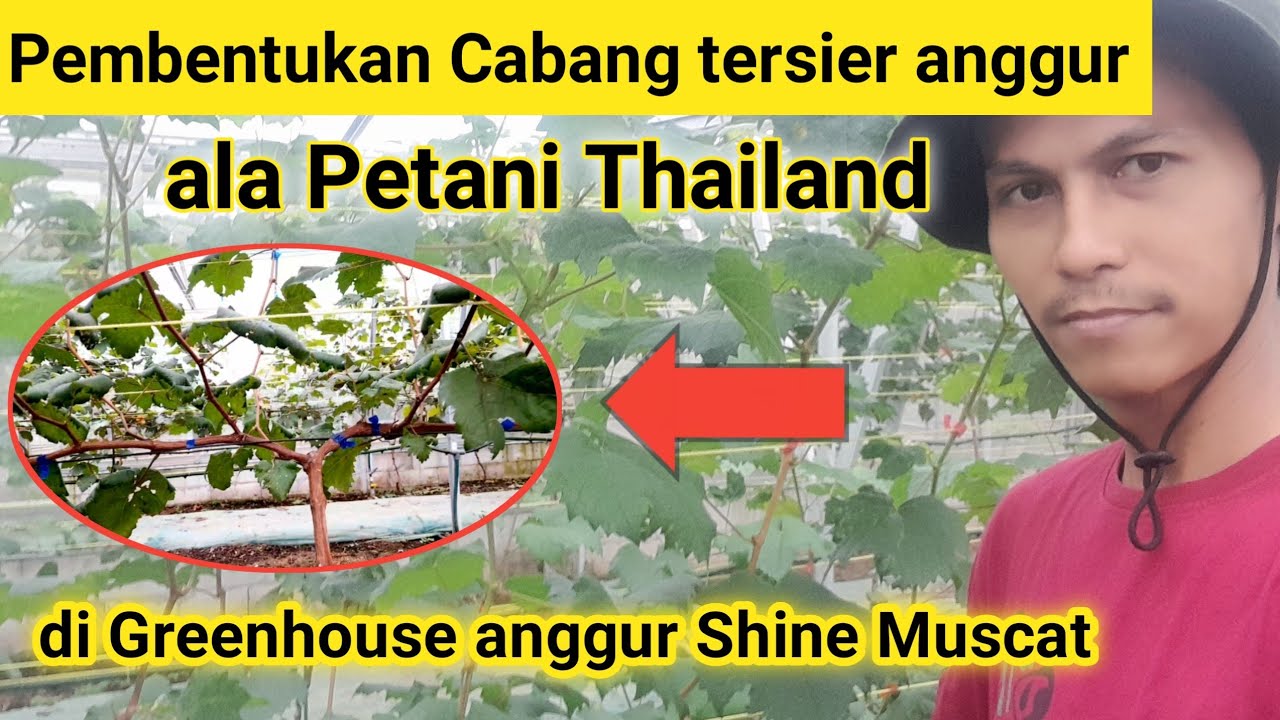 Cara pembentukan percabangan tersier anggur ala petani anggur Thailand