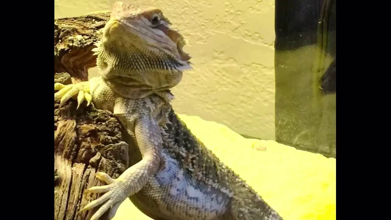 camera iphone 8 plus apk Bearded Dragon Scientist Carefully Dissects Roaches