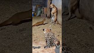 Aksi SERU Musang Membuat ANJING BERDIRI,Kucing Ikut BERDIRI Dan Macan Teridam#animals#dog#cat#shorts