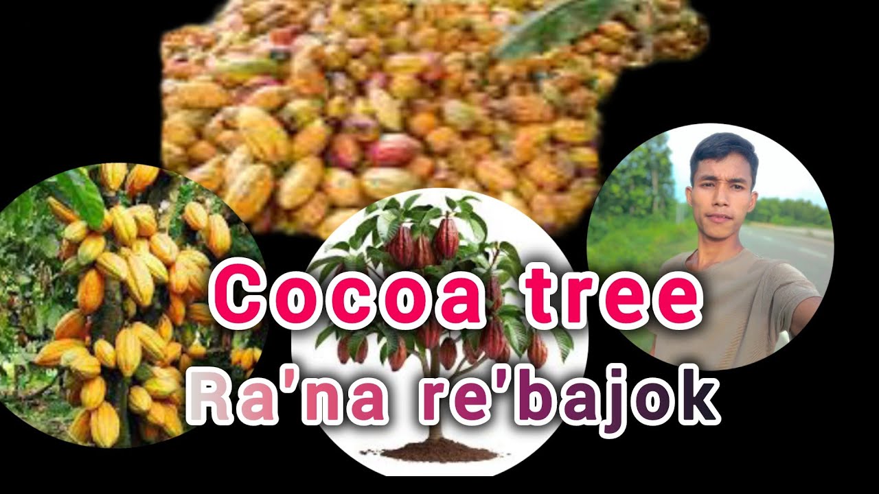 Chocolate Bipangko ra'e ge'na amenga||Cocoa ni dam.