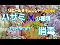 ハサミ✂️の種類&消毒は⁉