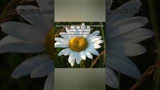 Whatsapp Dini Durum Videoları Whatsapp Durum Videoları