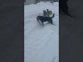 Basanti in kutton ke samne mat nachna 😀😀#dog #snow #travel #sorts #explore #dogloversdog