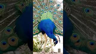 When Nature Knows You, It Dances Just For You