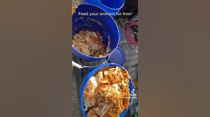 Feed your animals for free #pigs #chickens #selfreliance #permaculture #homesteading #prepping