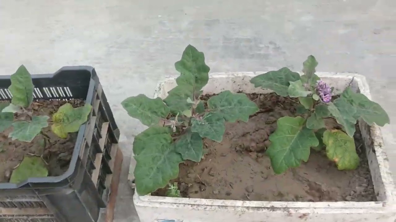 শুভ সকাল বন্ধুরা সবাই কেমন আছো🙏💐🍓