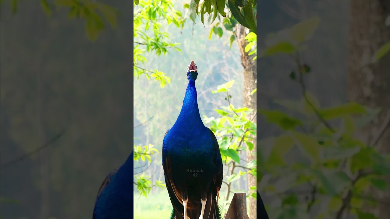 Blue Peacock loud sound calls 