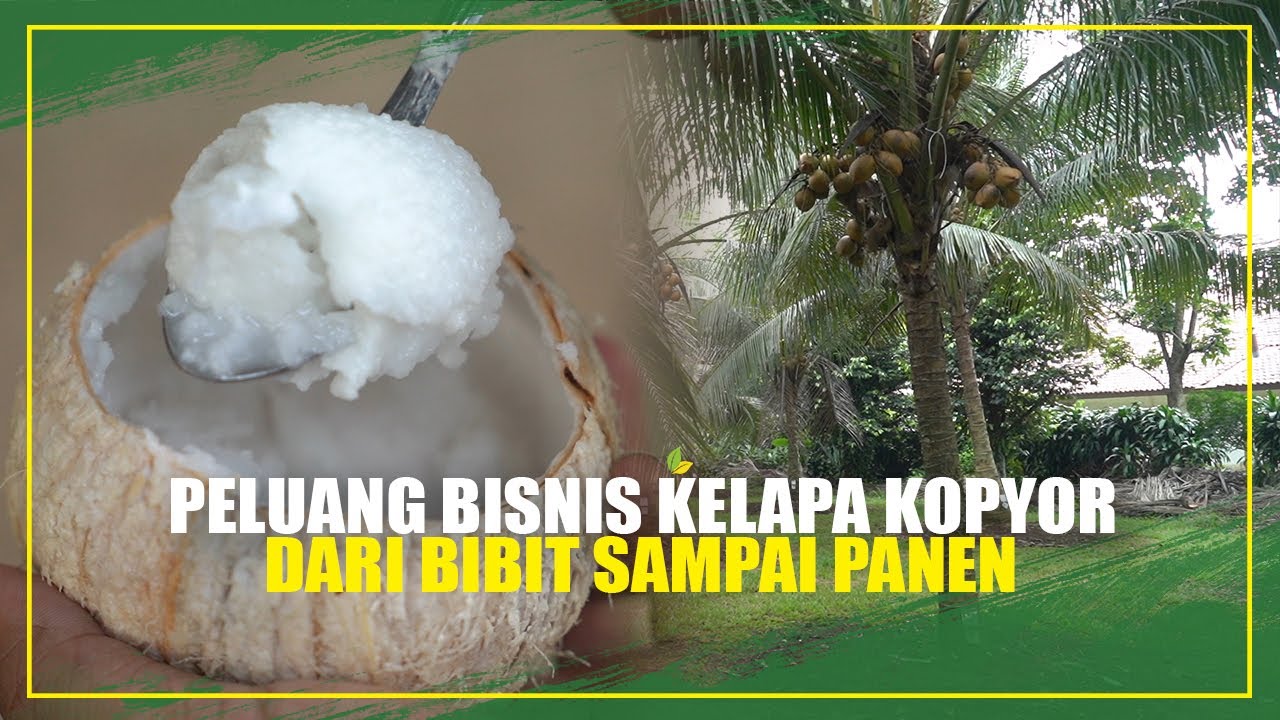 Peluang Bisnis Kelapa Kopyor Siap Penuhi Pasar Ekspor
