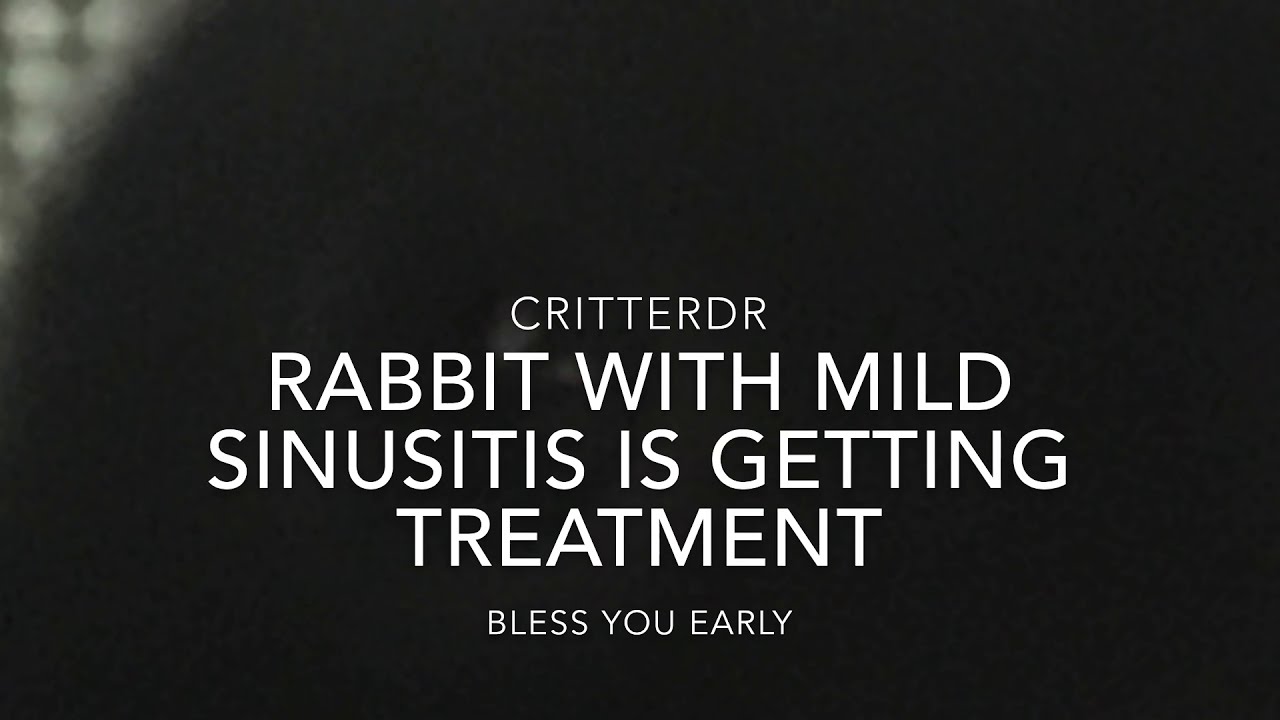 RABBIT WITH MILD SINUSITIS IS GETTING TREATMENT - YouTube