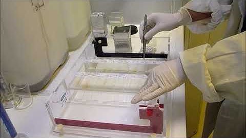 Comet Assay Protocol