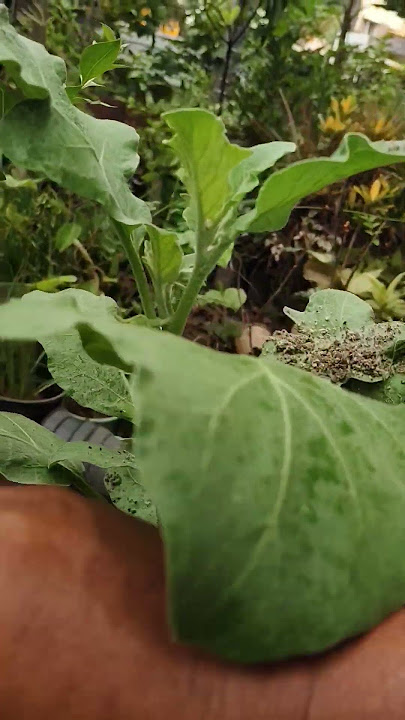 kathirikaai chediel #eyarkai poochi kolli thelithal#organic farming #vegetable gardening in Tamil
