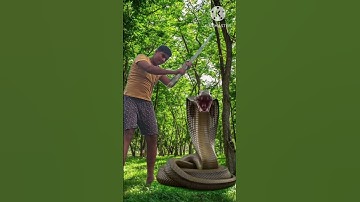 🤣🤣 snake funny video editing|| snake vfx video|| #ytshorts #shorts #vfx