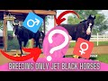 SUPER JET BLACK + SUPER JET BLACK horse = ?!! Amazing foals!! Rival Stars Horse Racing