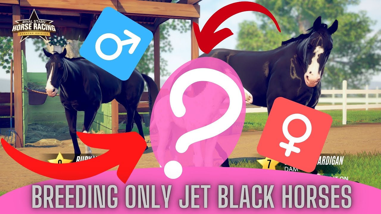 SUPER JET BLACK + SUPER JET BLACK horse = ?!! Amazing foals!! Rival