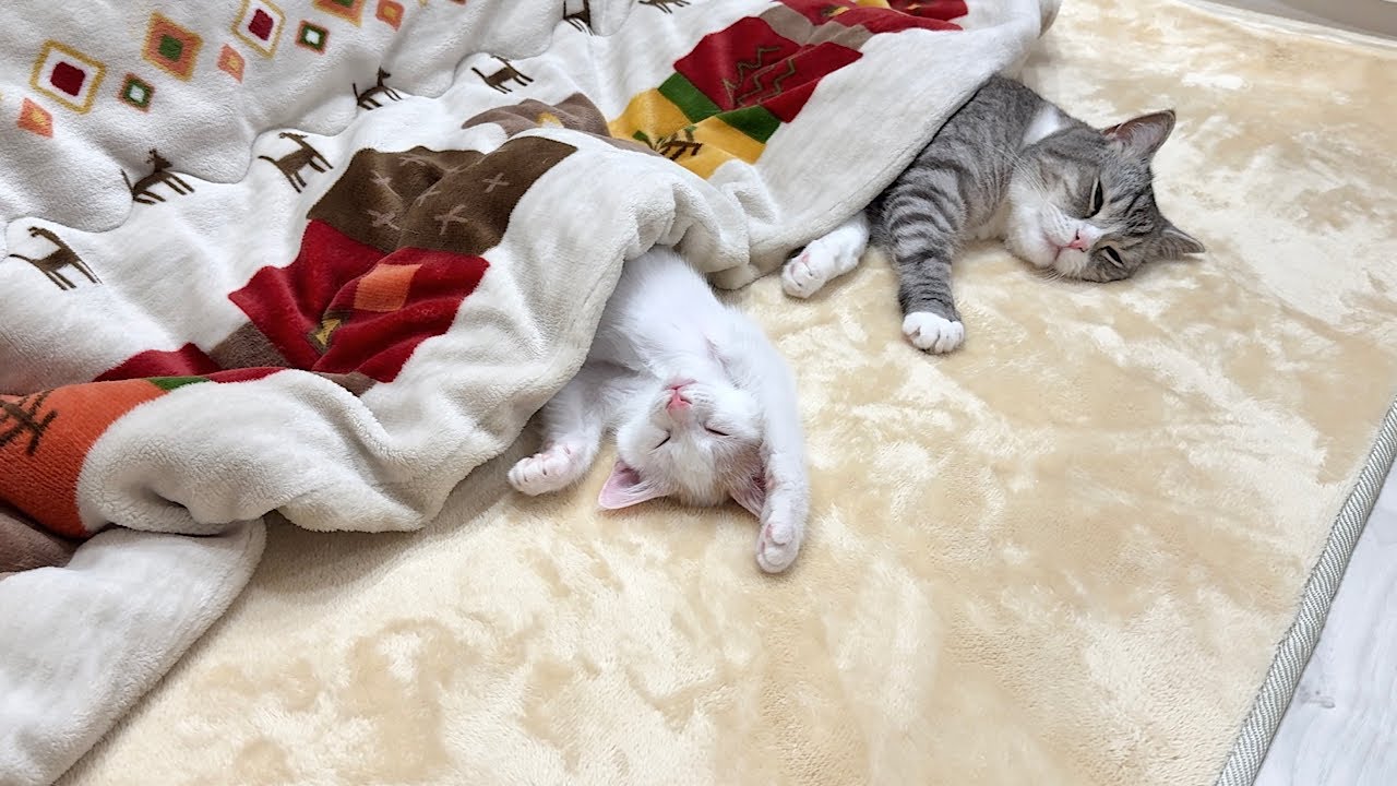 生まれて初めてこたつを知った子猫が極楽すぎてこうなっちゃいました…笑