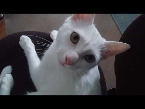 meowing white cat