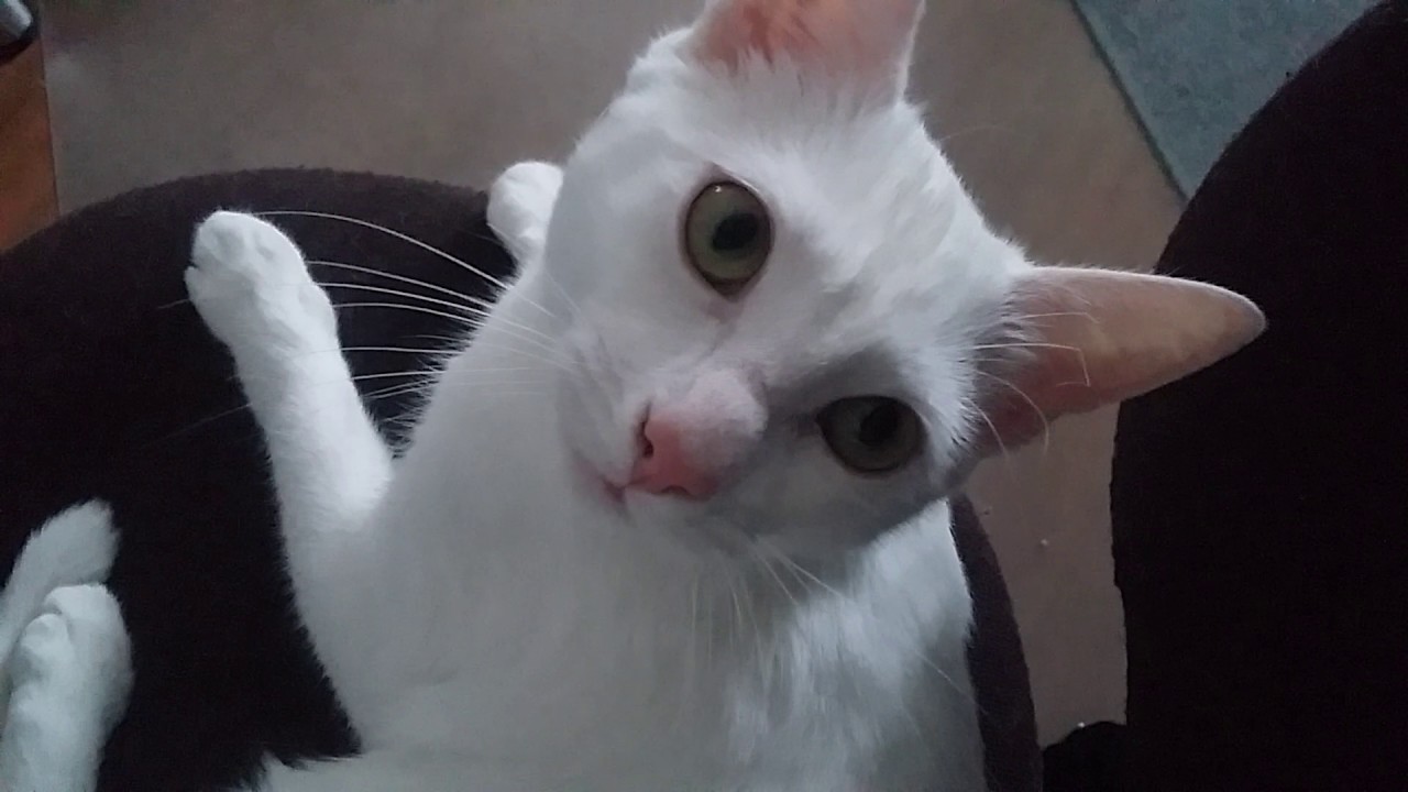 meowing white cat YouTube