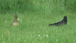 A female duck defends her young against a pair of carrion crows