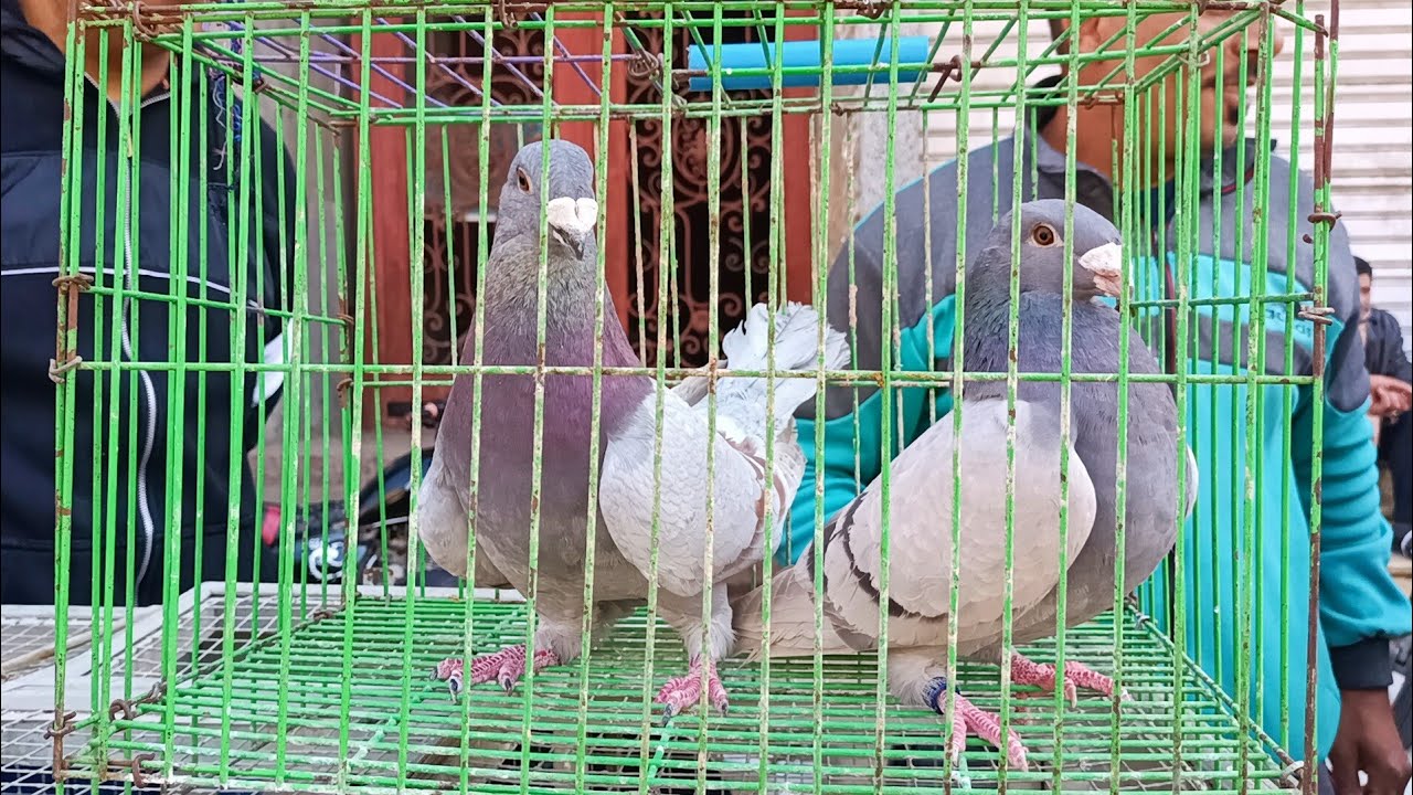 زاجل سبق😱 في السوق تعالوا نعرف ا🫣لاسعار هتوصل لغايه كام - YouTube