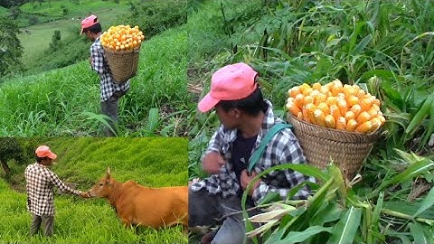 Mus saib nyuj thiab mus ntaiv pob kw lo pub qaib 12-07-2020