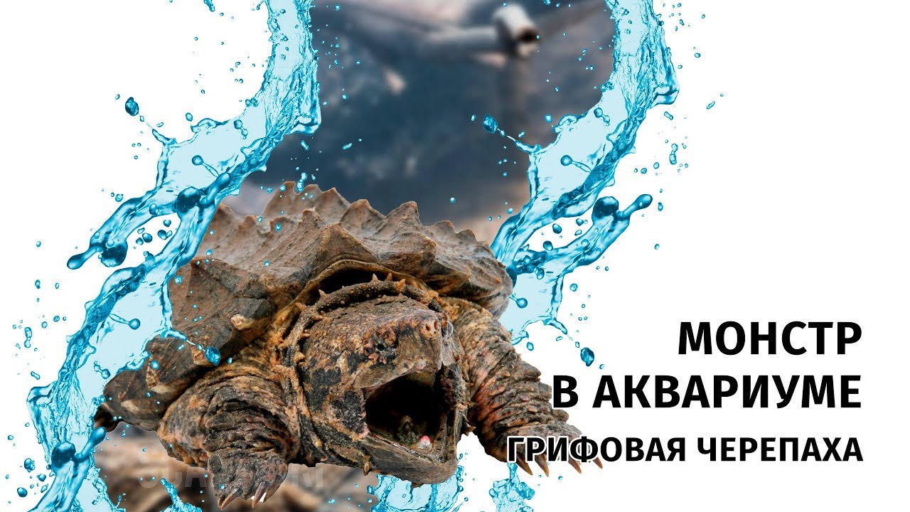 Не очень аквариумный монстр. Грифовая черепаха