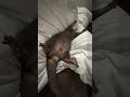 This sleeping otter is TOO cute… his mouth keeps moving